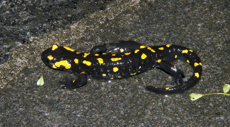 salamandra di gennaio